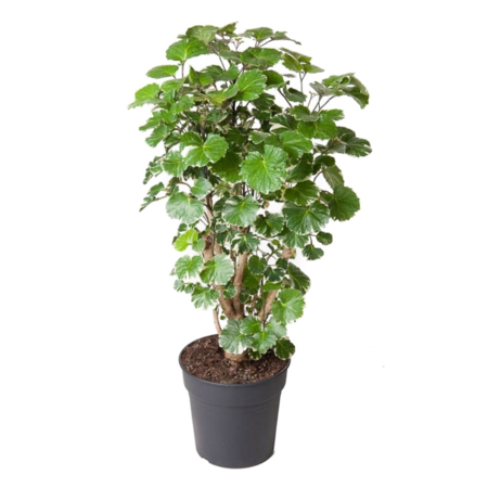 Aralia - Polyscias 'Balfouriana' - Hoogte 70-80cm - ⌀19cm