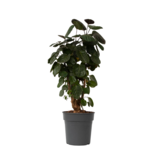 Aralia - Polyscias 'Fabian' - Hoogte 80-85cm - ⌀21cm