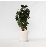 Aralia - Polyscias 'Fabian' - Hoogte 80-85cm - ⌀21cm