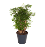 Aralia - Polyscias fruticosa - Hoogte 70-80cm - ⌀21cm