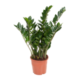ZZ-plant - Zamioculcas Emerald - Hoogte 70-80cm - ⌀21cm