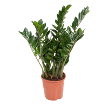 ZZ-plant - Zamioculcas Emerald - Hoogte 70-80cm - ⌀21cm