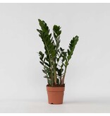 ZZ-plant - Zamioculcas Emerald - Hoogte 70-80cm - ⌀21cm