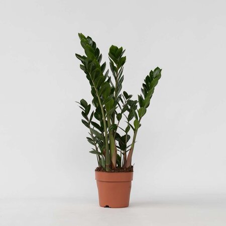 ZZ-plant - Zamioculcas Emerald - Hoogte 70-80cm - ⌀21cm