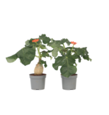 Koraalplant - Set van 2 - Jatropha podagrica - Hoogte 25-45cm - ⌀13cm