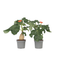 Koraalplant - Set van 2 - Jatropha podagrica - Hoogte 25-45cm - ⌀13cm