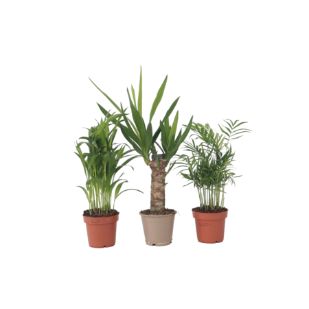 Kamerpalmen - Set van 3 - Mini Indoor Palm Mix - Hoogte 25-40cm - ⌀12cm
