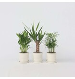 Kamerpalmen - Set van 3 - Mini Indoor Palm Mix - Hoogte 25-40cm - ⌀12cm