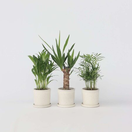 Kamerpalmen - Set van 3 - Mini Indoor Palm Mix - Hoogte 25-40cm - ⌀12cm