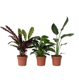Groene Oase - Set van 3 - Kamerplantenset - Hoogte 25-40cm - ⌀12cm
