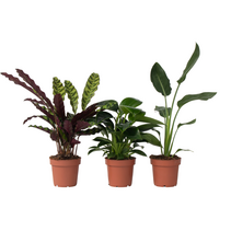 Groene Oase - Set van 3 - Kamerplantenset - Hoogte 25-40cm - ⌀12cm
