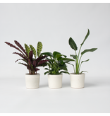 Groene Oase - Set van 3 - Kamerplantenset - Hoogte 25-40cm - ⌀12cm