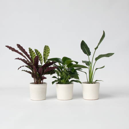 Groene Oase - Set van 3 - Kamerplantenset - Hoogte 25-40cm - ⌀12cm