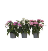 Egyptische sterbloem - Set van 3 - Pentas lanceolata - Hoogte 25-45cm - ⌀13cm