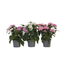 Egyptische sterbloem - Set van 3 - Pentas lanceolata - Hoogte 25-45cm - ⌀13cm
