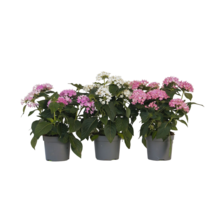 Egyptische sterbloem - Set van 3 - Pentas lanceolata - Hoogte 25-45cm - ⌀13cm