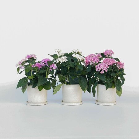 Egyptische sterbloem - Set van 3 - Pentas lanceolata - Hoogte 25-45cm - ⌀13cm