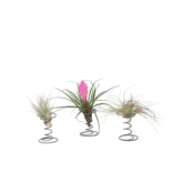 Luchtplantjes - Set van 3 - Tillandsia - Hoogte 5-15cm - ⌀5cm