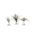 Luchtplantjes - Set van 3 - Tillandsia - Hoogte 5-15cm - ⌀5cm