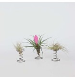 Luchtplantjes - Set van 3 - Tillandsia - Hoogte 5-15cm - ⌀5cm