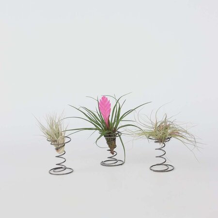 Luchtplantjes - Set van 3 - Tillandsia - Hoogte 5-15cm - ⌀5cm