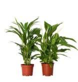 Groen Duo - Set van 2 - Spathiphyllum, Dypsis lutescens - Hoogte 60-75cm - ⌀17cm