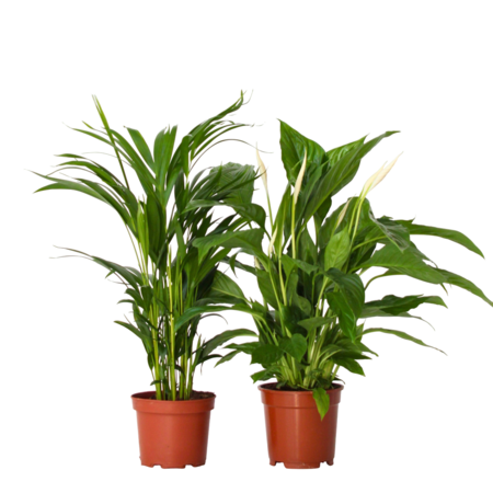 Groen Duo - Set van 2 - Spathiphyllum, Dypsis lutescens - Hoogte 60-75cm - ⌀17cm