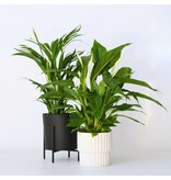 Groen Duo - Set van 2 - Spathiphyllum, Dypsis lutescens - Hoogte 60-75cm - ⌀17cm