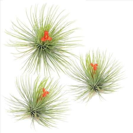 Luchtplantjes - Set van 3 - Tillandsia 'Andreana' - Hoogte 5-15cm - ⌀5cm