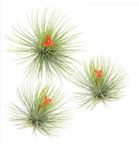 Luchtplantjes - Set van 3 - Tillandsia 'Andreana' - Hoogte 5-15cm - ⌀5cm