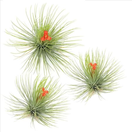 Luchtplantjes - Set van 3 - Tillandsia 'Andreana' - Hoogte 5-15cm - ⌀5cm
