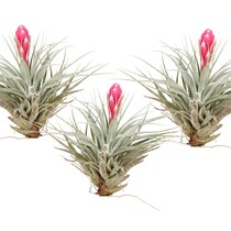 Luchtplantjes - Set van 3 - Tillandsia 'Cotton Candy' - Hoogte 5-15cm - ⌀5cm