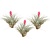Luchtplantjes - Set van 3 - Tillandsia 'Cotton Candy' - Hoogte 5-15cm - ⌀5cm