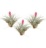 Luchtplantjes - Set van 3 - Tillandsia 'Cotton Candy' - Hoogte 5-15cm - ⌀5cm