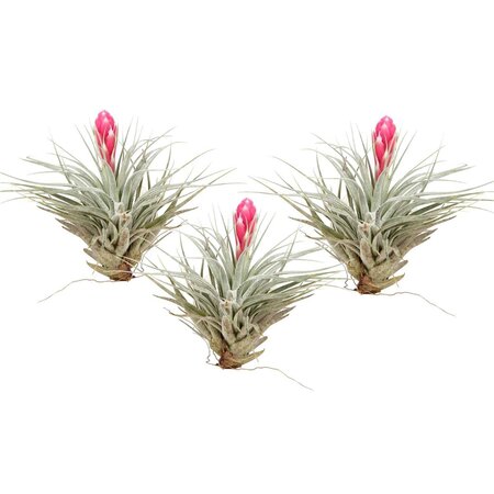 Luchtplantjes - Set van 3 - Tillandsia 'Cotton Candy' - Hoogte 5-15cm - ⌀5cm
