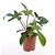 Philodendron - Philodendron 'Florida Green' - Hoogte 40-50cm - ⌀17cm