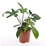 Philodendron - Philodendron 'Florida Green' - Hoogte 40-50cm - ⌀17cm