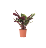 Pauwenplant - Calathea 'Marion' - Hoogte 60-70cm - ⌀21cm