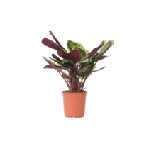 Pauwenplant - Calathea 'Marion' - Hoogte 60-70cm - ⌀21cm