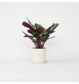 Pauwenplant - Calathea 'Marion' - Hoogte 60-70cm - ⌀21cm