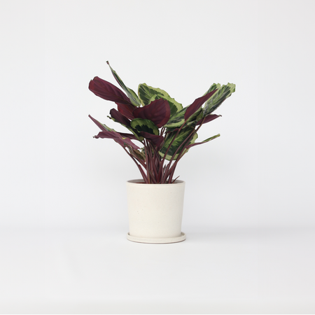 Pauwenplant - Calathea 'Marion' - Hoogte 60-70cm - ⌀21cm