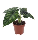Olifantsoor - Alocasia 'Dragon Scale' - Hoogte 30-40cm - ⌀12cm