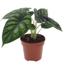 Olifantsoor - Alocasia 'Dragon Scale' - Hoogte 30-40cm - ⌀12cm