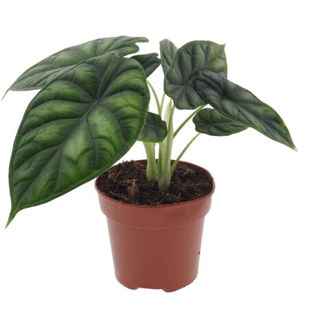 Olifantsoor - Alocasia 'Dragon Scale' - Hoogte 30-40cm - ⌀12cm