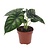 Olifantsoor - Alocasia 'Dragon Scale' - Hoogte 30-40cm - ⌀12cm