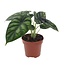 Olifantsoor - Alocasia 'Dragon Scale' - Hoogte 30-40cm - ⌀12cm