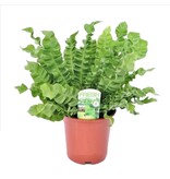 Vogelnetvaren - Asplenium nidus 'Crispy Wave' - Hoogte 40-50cm - ⌀17cm