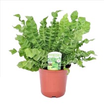 Vogelnetvaren - Asplenium nidus 'Crispy Wave' - Hoogte 40-50cm - ⌀17cm