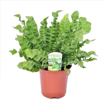 Vogelnetvaren - Asplenium nidus 'Crispy Wave' - Hoogte 40-50cm - ⌀17cm