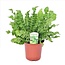 Vogelnetvaren - Asplenium nidus 'Crispy Wave' - Hoogte 40-50cm - ⌀17cm